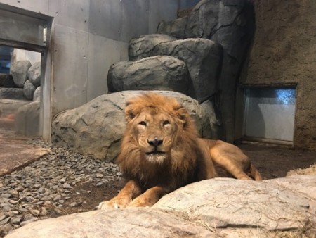 085 Lion's house at Sapporo Maruyama zoo